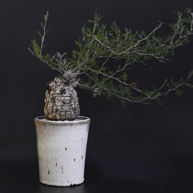 Solomon Basic Pot L Long (SHITAN-YU)  +...
