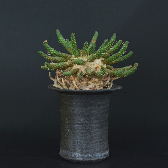 Enhance Prototype Pot + Euphorbia gamken...