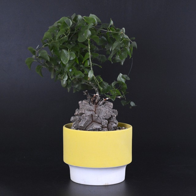 Pot Any (Yellow) + Dioscorea elephantipe...