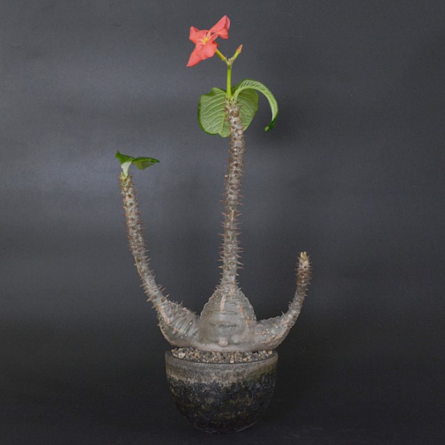 Solomon Bowl Pot SM (KOKUTETSU-YU) + Pac...