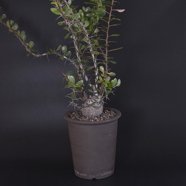 Innocence Rim Pot L (Yakishime Brown) +...