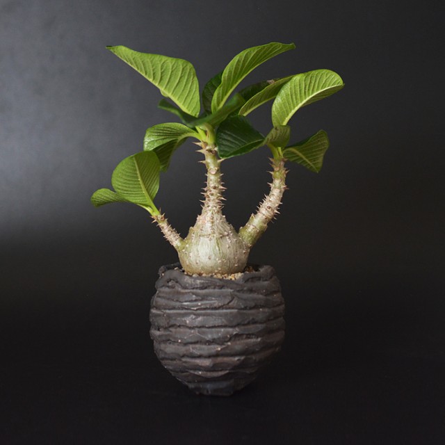 invisible ink × TOKY / Rock Pot Prototyp...