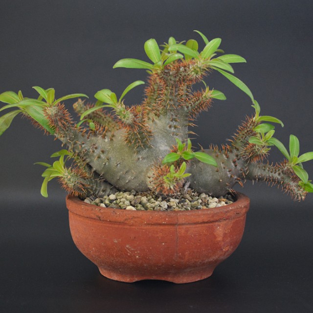 Terracotta Pot + Pachypodium makayense
